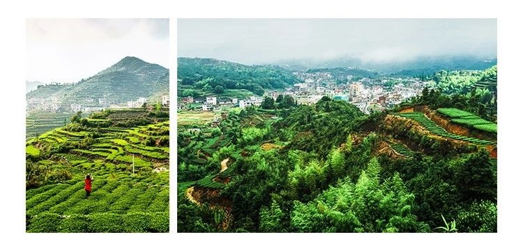 茶山.jpg